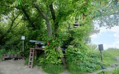 Купается в зелени