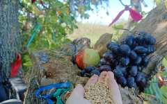 Обряд на зерно, на поток прибыли 