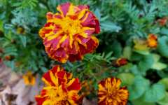 Осенние цветы праздника 