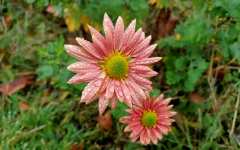 Цветник осени